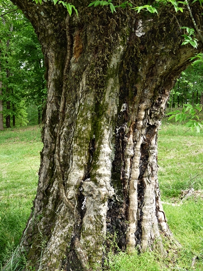 {Celtis laevigata}